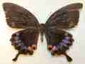 Papilio karna irauana (Aberration, Philippines) (Internet Image property of respective owner, non-commercial use only)